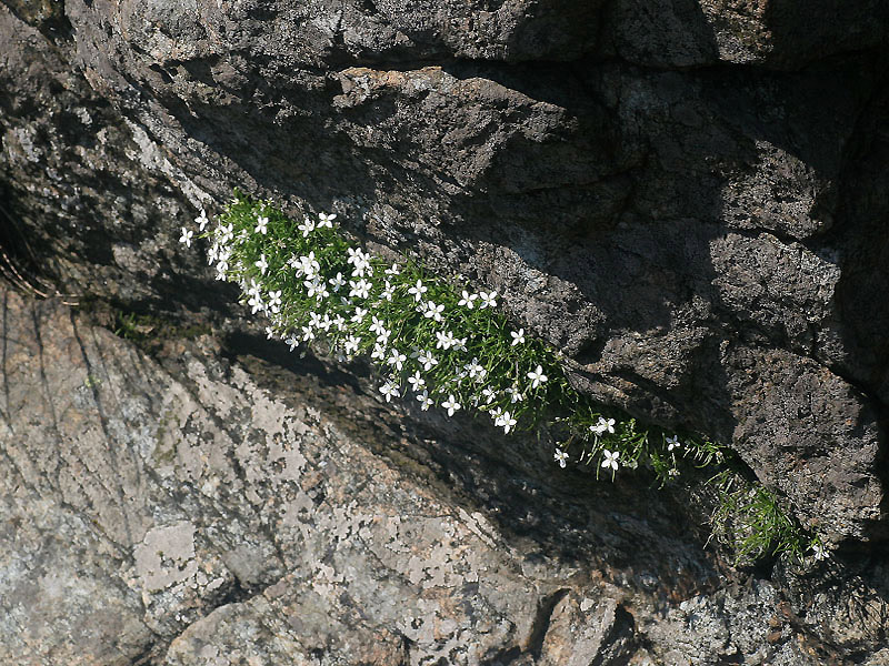 Moehringia muscosa / Erba paglina